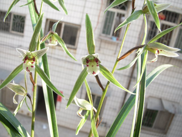 漂亮寒兰花