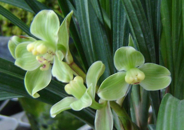 兰花---春剑 - 风轻云淡 - 风轻云淡