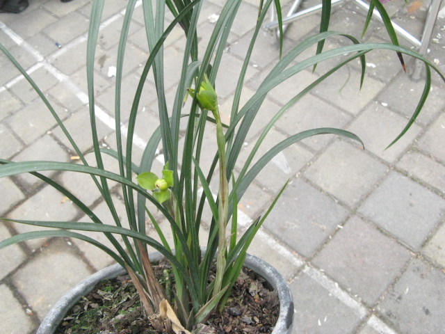 春兰极品梅瓣(特壮苗引种)(带3芽)