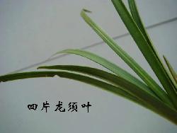 一苗四片龙须叶 - 中国兰花交易网