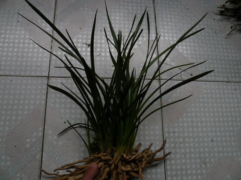 精品11苗黑皮矮立叶蕙兰(带1花苞)图片