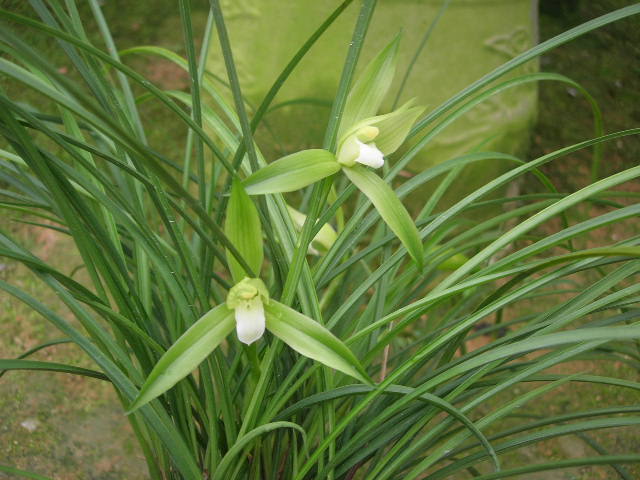 丝兰白花34苗15花