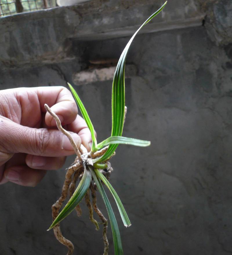 蕙兰龙根苗扭叶怪,水晶丰富.草黑.叶扭.联代稳定.好花期待品!