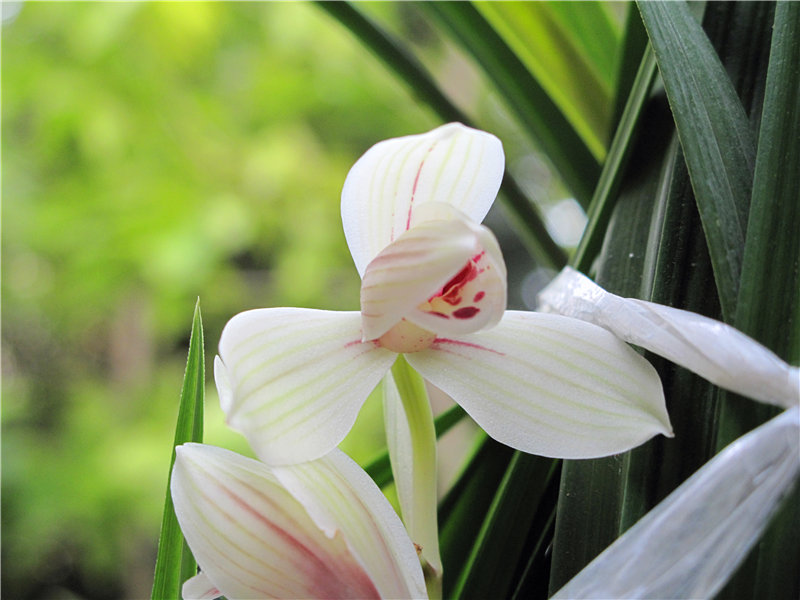 新品荷瓣+-+中国兰花交易网