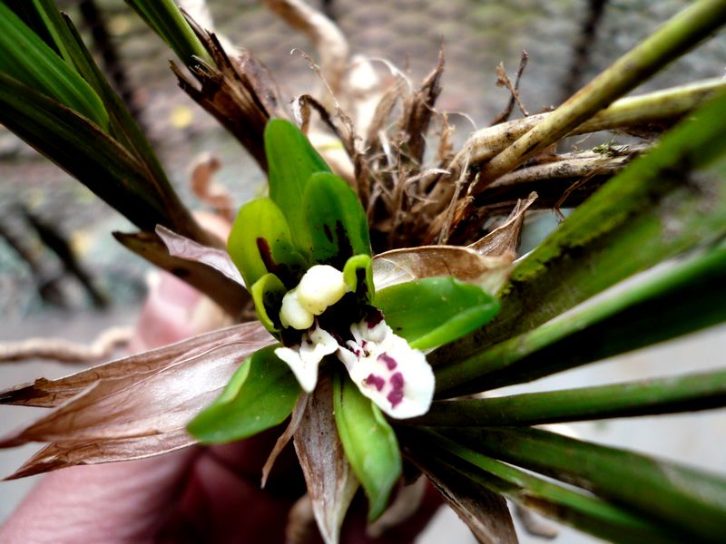 随州兰花交易市场-兰花图片_湖北随州兰花_济