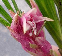 蕙兰漂亮红花