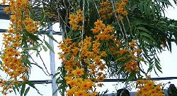 流苏石斛(dendrobium fimbriatum)