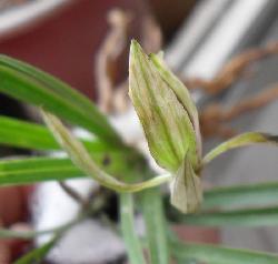 下山春兰水晶花