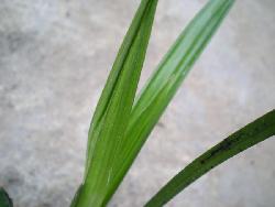 精选四季兰叶有特点.好赌草