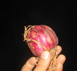 健康野生百合球茎一个