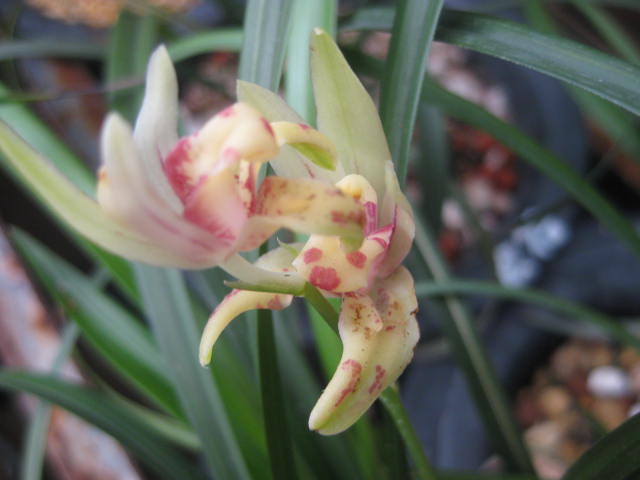 建兰外蝶(蝶化五分之四)