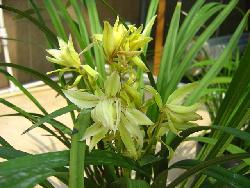 大盆-宝岛金龙(16.5苗1花) - 中国兰花交易网