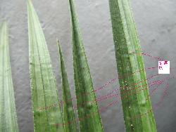 19e【蕙兰特宽硬叶蛤蟆皮】 - 中国兰花交易网