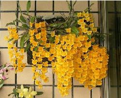 聚石斛(带花苞)